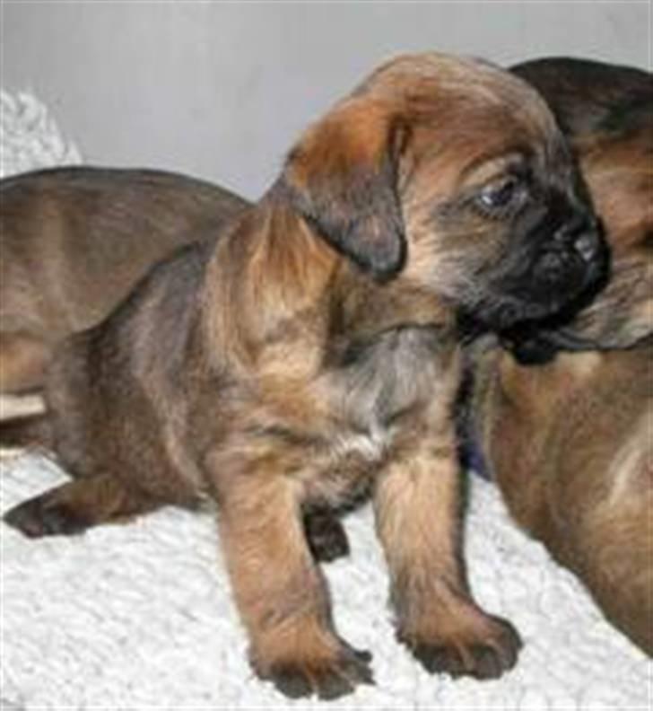 Border terrier hunters' house Elmer - Elmer med sine søskene billede 7