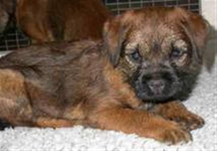 Border terrier hunters' house Elmer billede 8