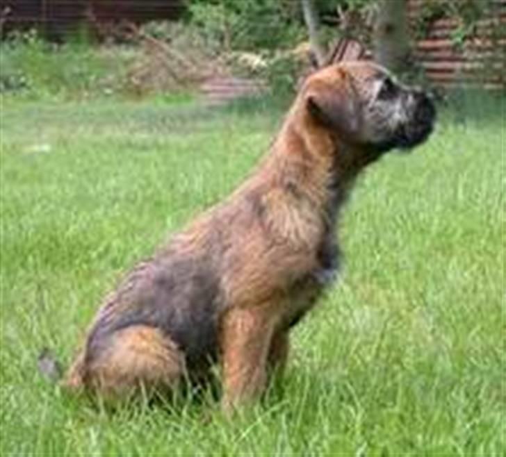 Border terrier hunters' house Elmer - Elmer sitter billede 9