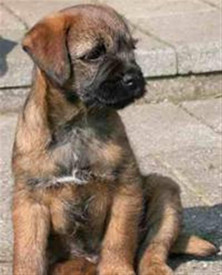 Border terrier hunters' house Elmer - Elmer kigger rundt billede 10