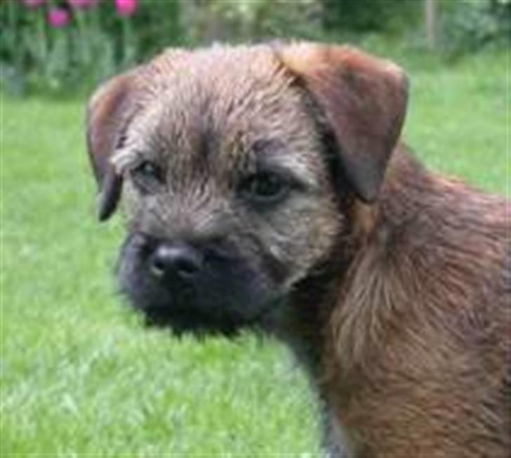 Border terrier hunters' house Elmer - Elmer<33 billede 11