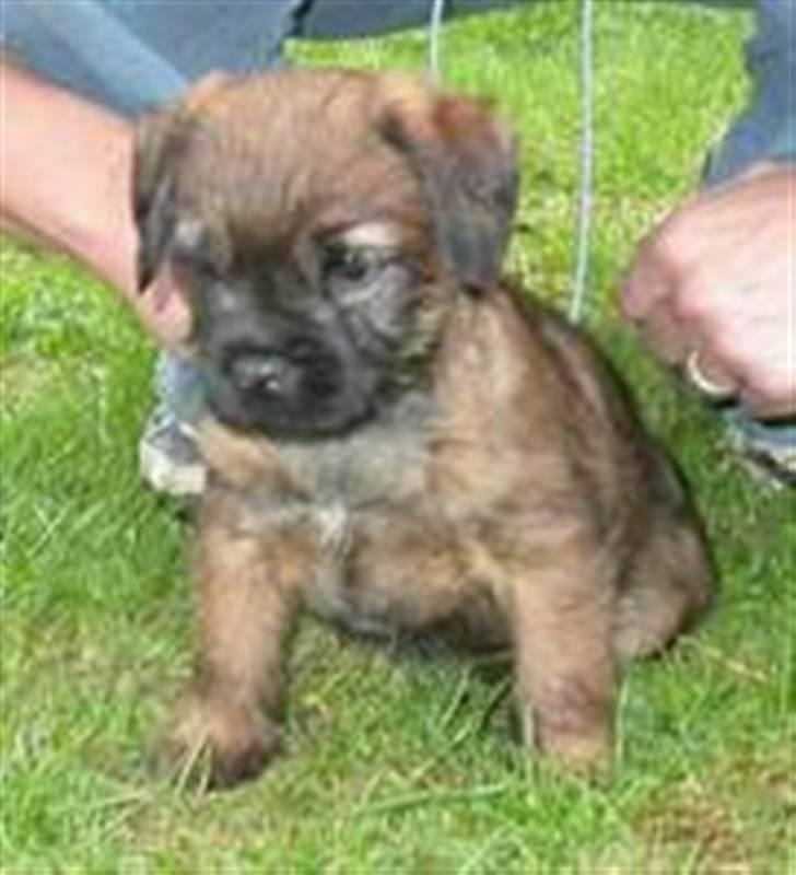 Border terrier hunters' house Elmer - Baby elmer billede 12