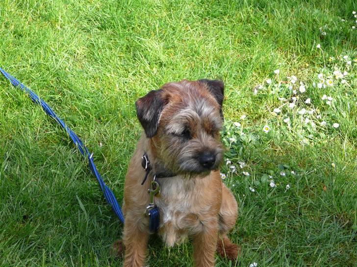 Border terrier hunters' house Elmer - Tissetåt billede 13