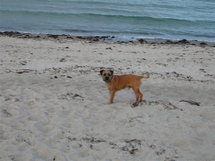 Border terrier hunters' house Elmer - Elmer på standen ved vores sommerhus billede 14