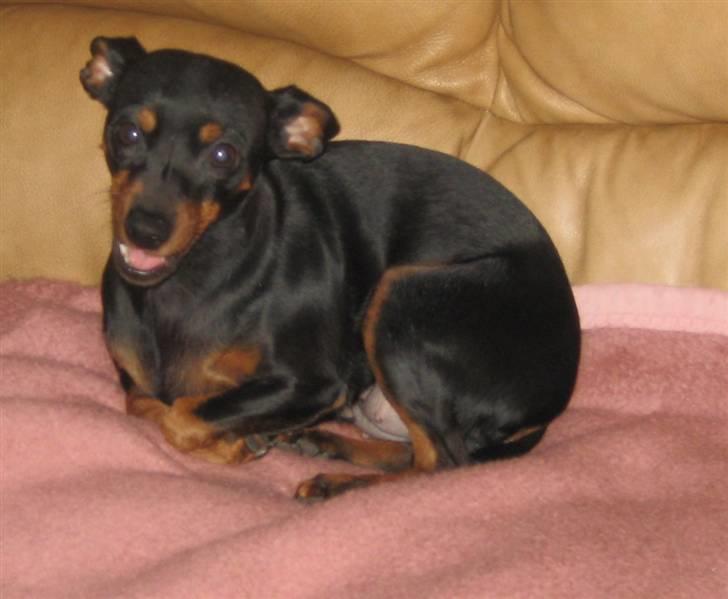 Dvaergpinscher Amina billede 1