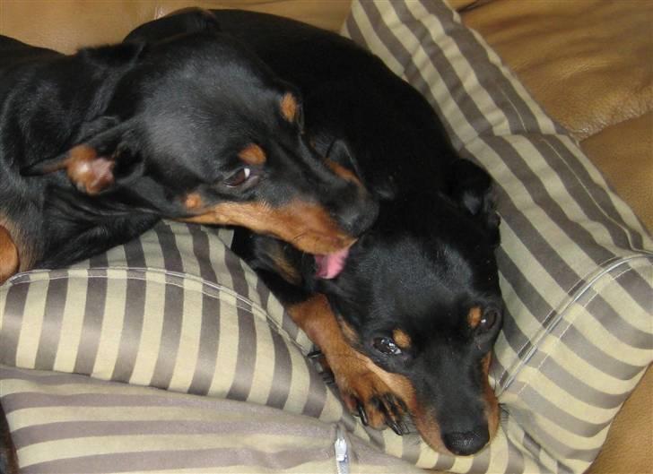 Dvaergpinscher Amina - Her kysser hun sin mor Jane.  billede 2