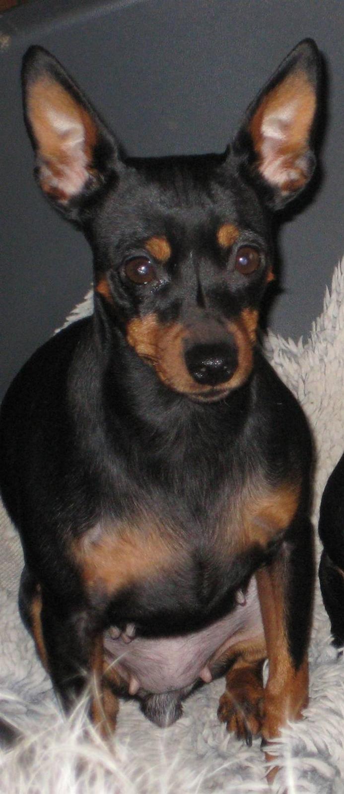 Dvaergpinscher Amina billede 3
