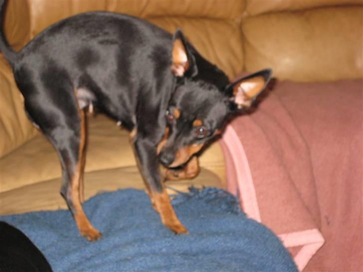 Dvaergpinscher Amina billede 4