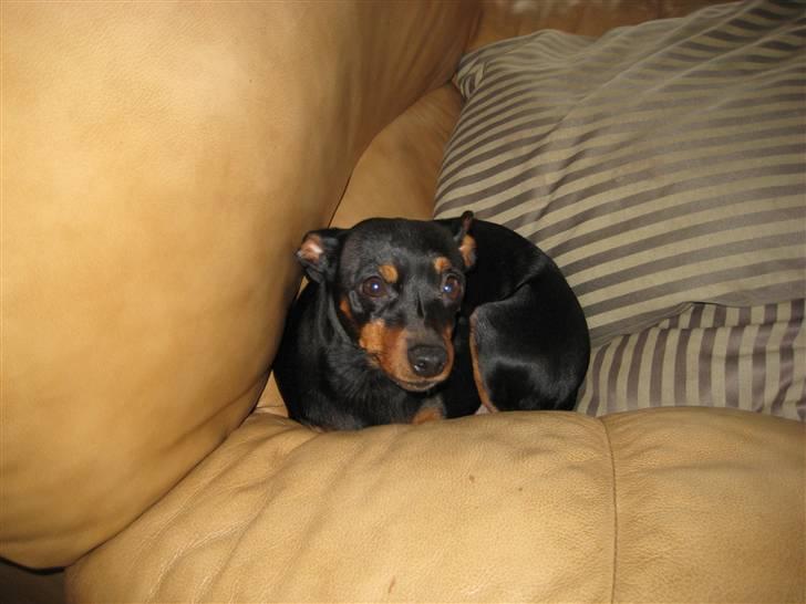 Dvaergpinscher Amina - Uh jeg er så lille bitte i den dejlige store sofa :D billede 5