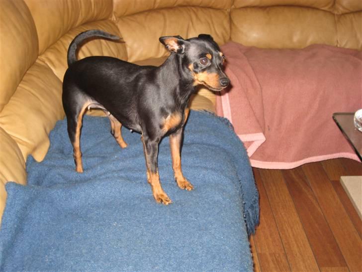 Dvaergpinscher Amina billede 6
