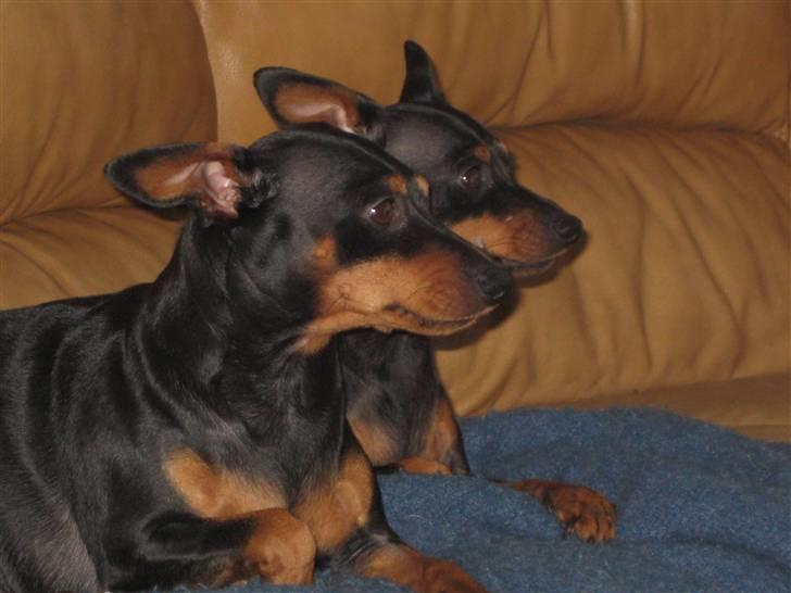 Dvaergpinscher Amina - Her ligger jeg lige sammen med min datter. Det er mig der er bagerst. Vi er da søde sammen <3 billede 7
