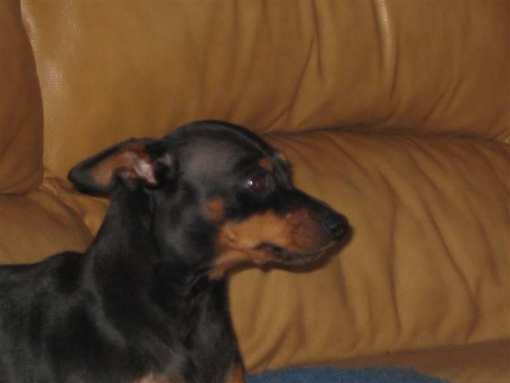 Dvaergpinscher Amina billede 8
