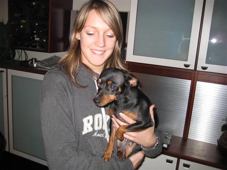 Dvaergpinscher Amina billede 9