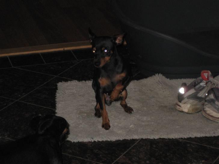 Dvaergpinscher Amina billede 10