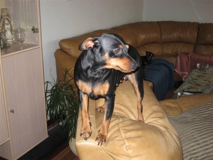 Dvaergpinscher Nemo billede 2
