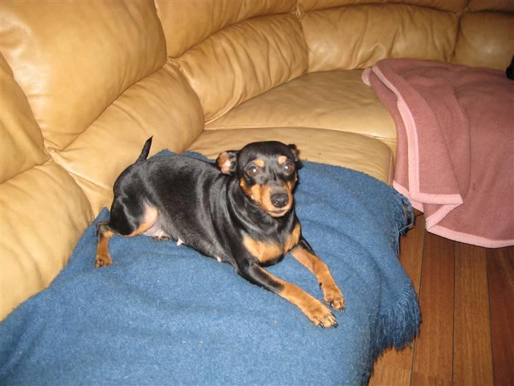 Dvaergpinscher Nemo billede 4