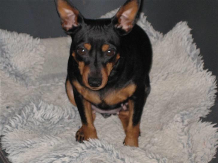 Dvaergpinscher Nemo billede 5
