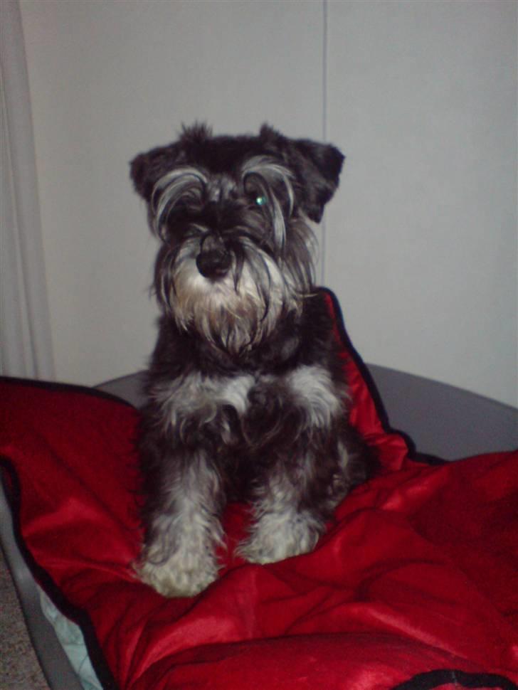 Dvaergschnauzer Baloo billede 12