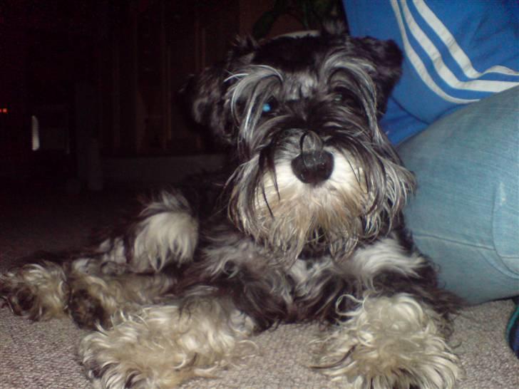 Dvaergschnauzer Baloo billede 13