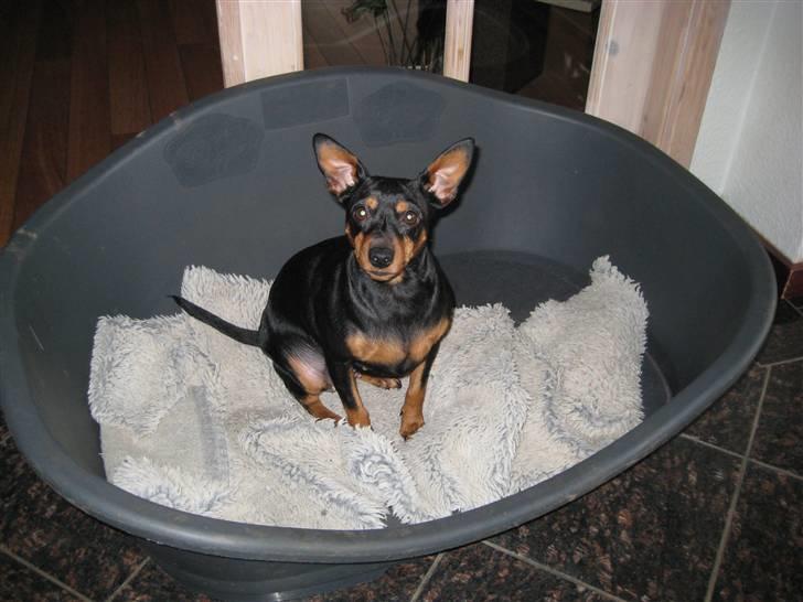Dvaergpinscher Nemo billede 7