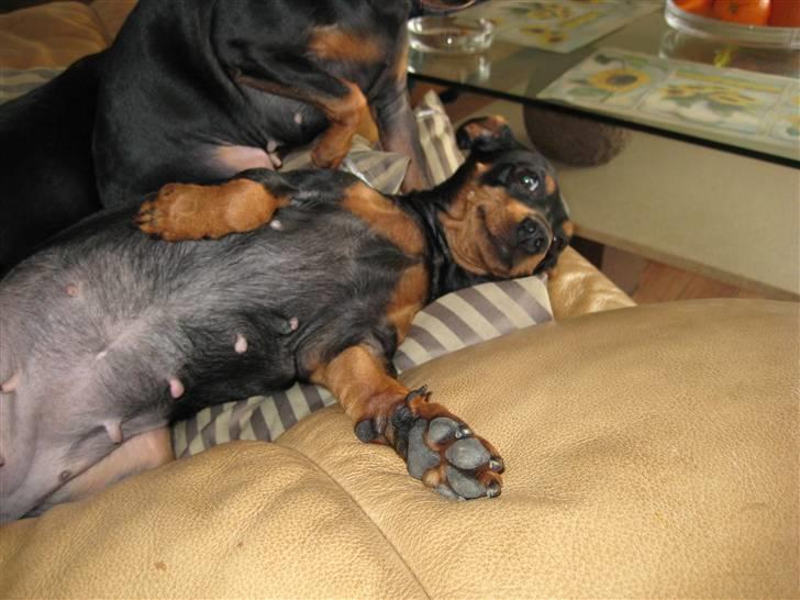 Dvaergpinscher Nemo billede 8