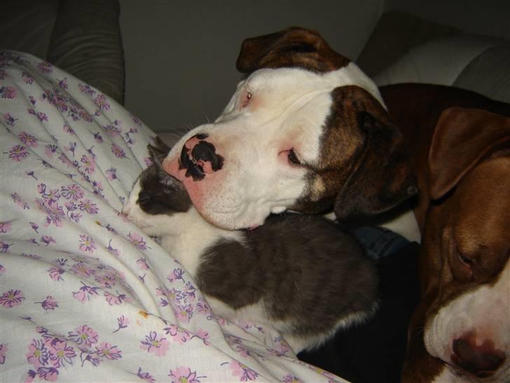 Amerikansk bulldog Maggie - 17/12-07 Sammen med Bjarne the Cat :P billede 11