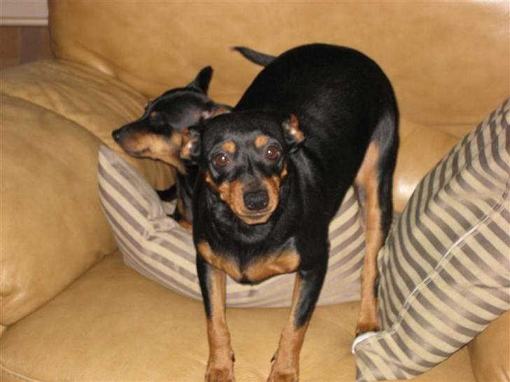 Dvaergpinscher Nemo billede 9