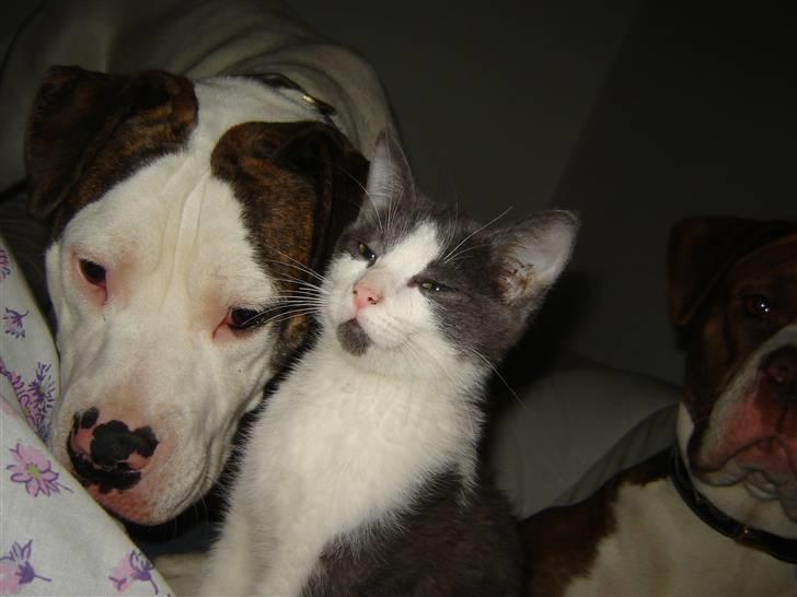 Amerikansk bulldog Maggie - 17/12-07 Sammen med Bjarne the Cat :P billede 12