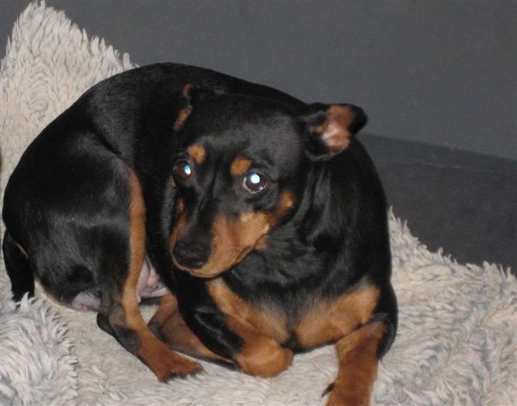 Dvaergpinscher Nemo billede 10