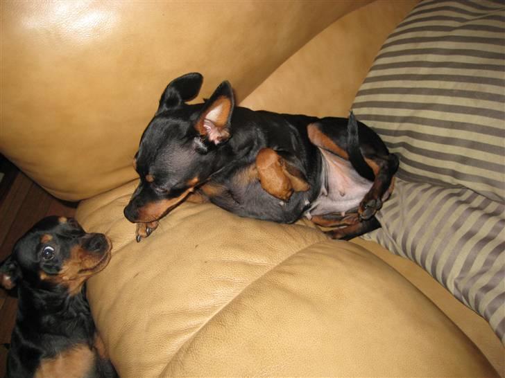 Dvaergpinscher Nemo - her kigger jeg lige op til min mor billede 11