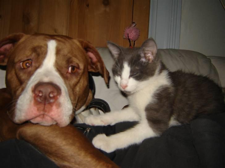 Amerikansk bulldog T-bone - 17/12-07 Sammen med Bjarne the Cat :P billede 14