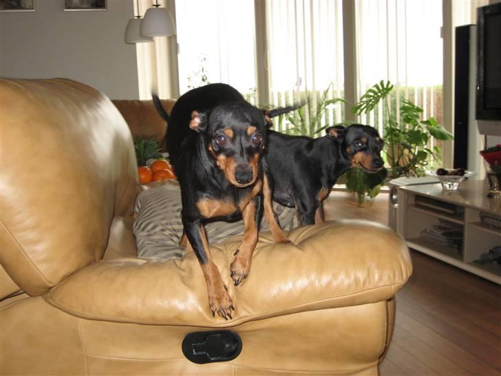 Dvaergpinscher Nemo billede 12