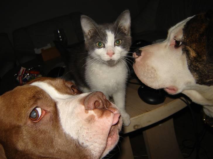 Amerikansk bulldog T-bone - 17/12-07 Sammen med Bjarne the Cat :P billede 15