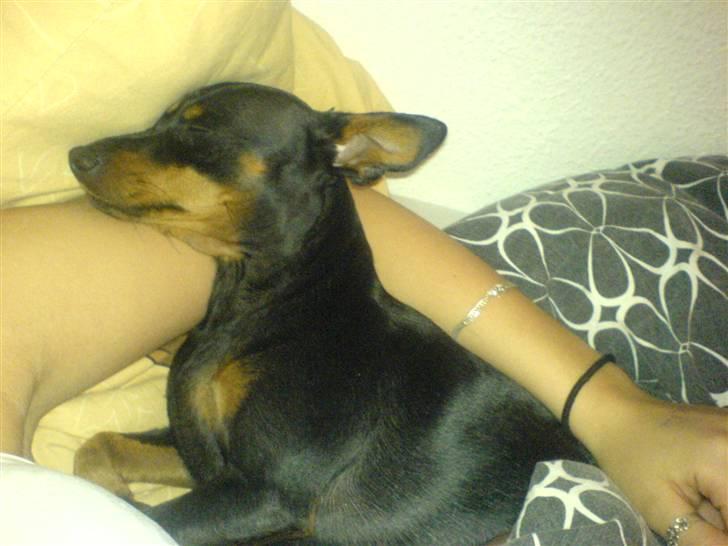 Dvaergpinscher Amina billede 11