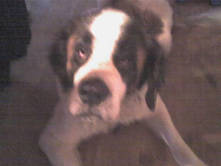 Sankt bernhardshund molly billede 1