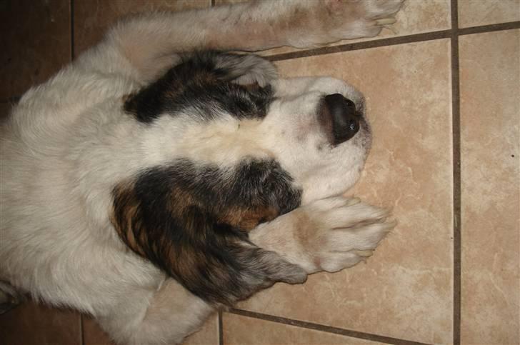 Sankt bernhardshund molly billede 2