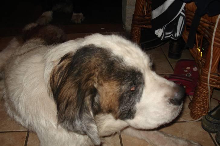 Sankt bernhardshund molly billede 3