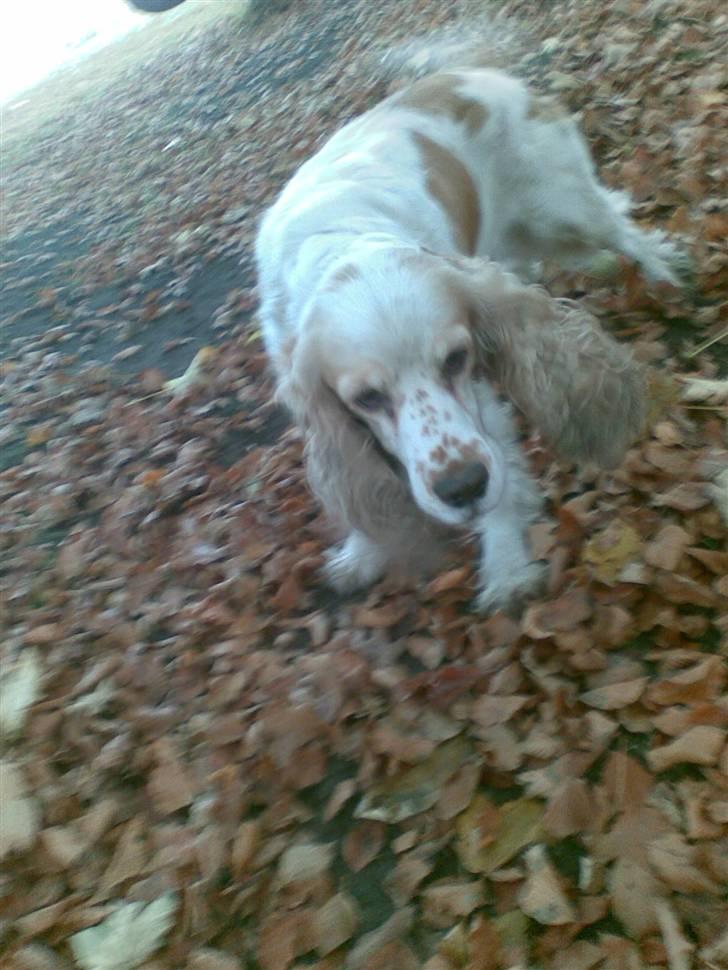 Cocker spaniel Sofus  - Vil du lege??:p billede 12