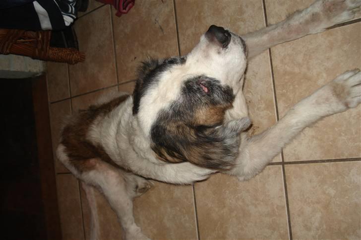 Sankt bernhardshund molly billede 4