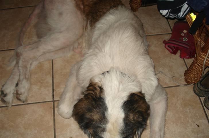 Sankt bernhardshund molly billede 5