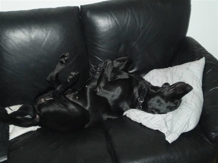 Labrador retriever Tøsen - Der er ikke noget som en slapper på sofaen. billede 18