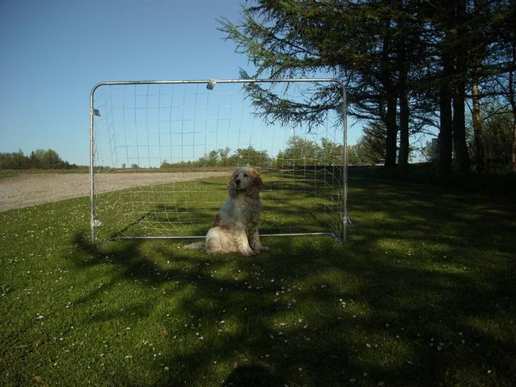 Cocker spaniel Sofus  - sidste fotosension* jeg fik af sofus billede 13