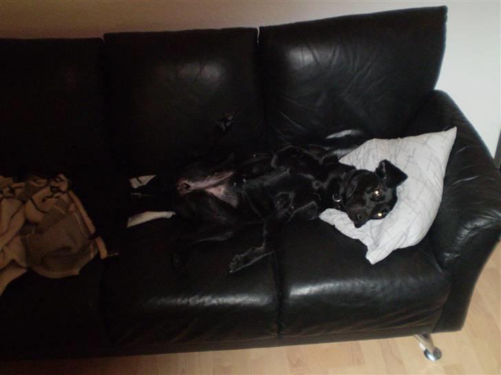 Labrador retriever Tøsen billede 19