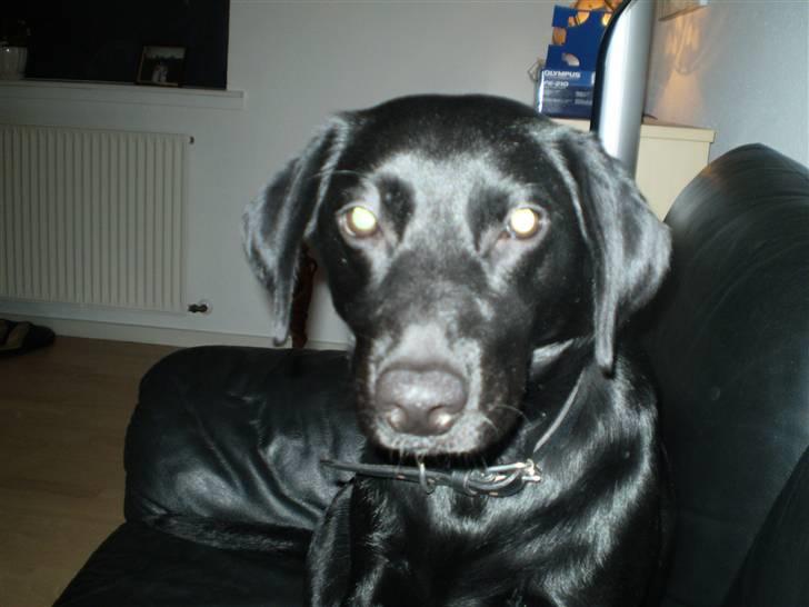 Labrador retriever Tøsen - Skal jeg også stirre på dig ? billede 20