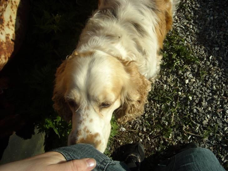 Cocker spaniel Sofus  - sidste billed jeg har af sofus billede 14