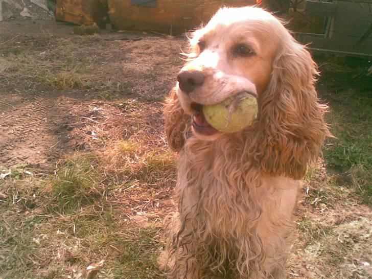 Cocker spaniel Sofus  - det er min bold forstået!!:) billede 15