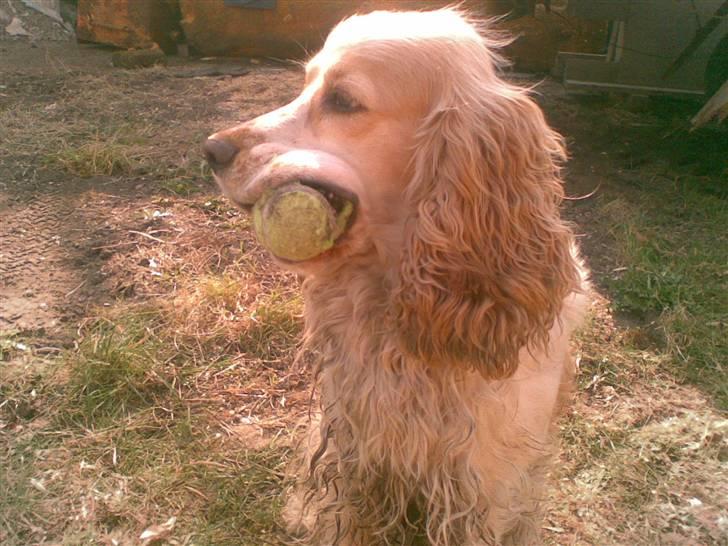 Cocker spaniel Sofus  - Du for den ikke:) billede 16