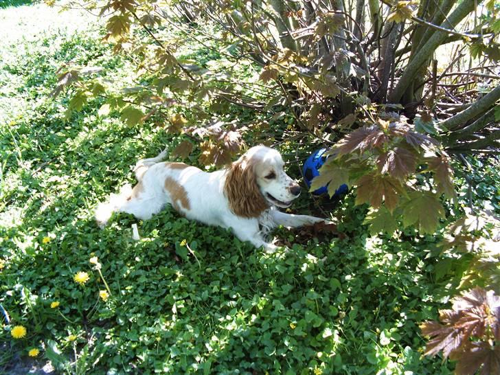 Cocker spaniel Sofus  billede 17