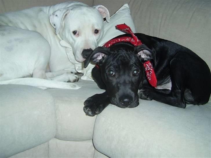 Amerikansk bulldog Nala (Kerteminde) - Nala og Balder d. 16 Februar.. (Se Balder under Jesper N) billede 12