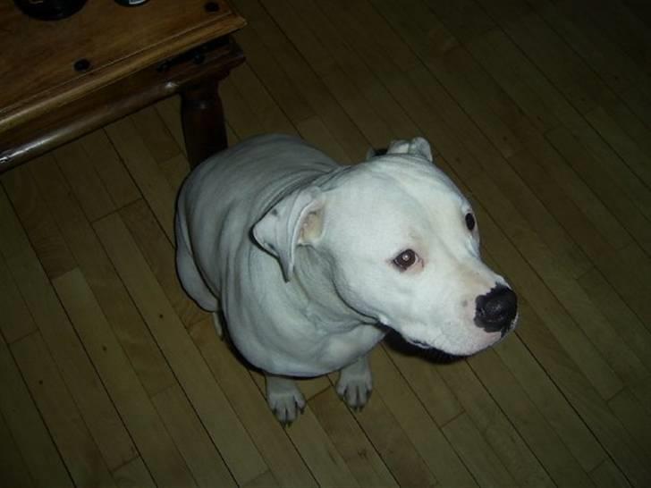 Amerikansk bulldog Nala (Kerteminde) - Så smuk jeg er... billede 13